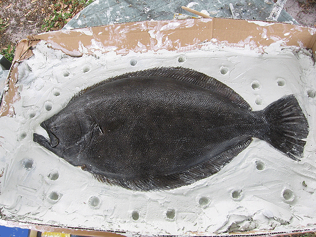 fluke mount