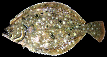 Flounder replicas