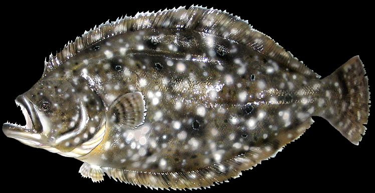 Flounder Mounts Taxidermy