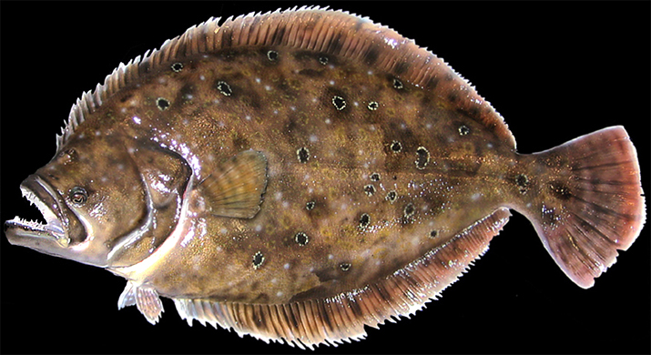 fLOUNDER TAXIDERMY