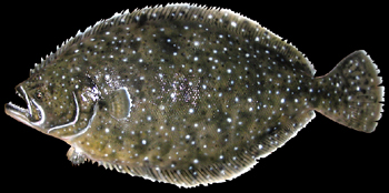 Flounder replica mount