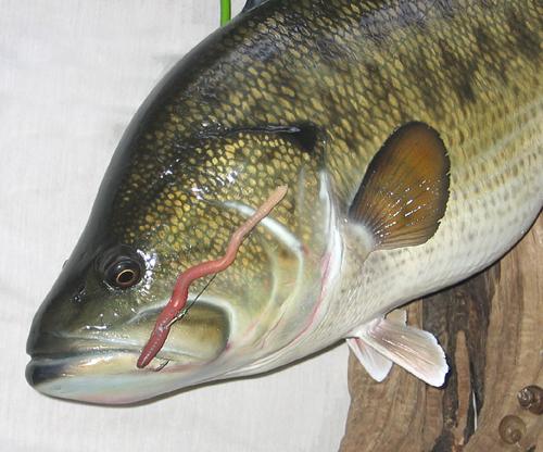 largemouth bass taxidermy
