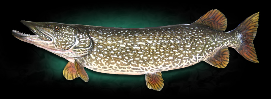 PIKE REPLICA MOUNT Taxidermy fish 