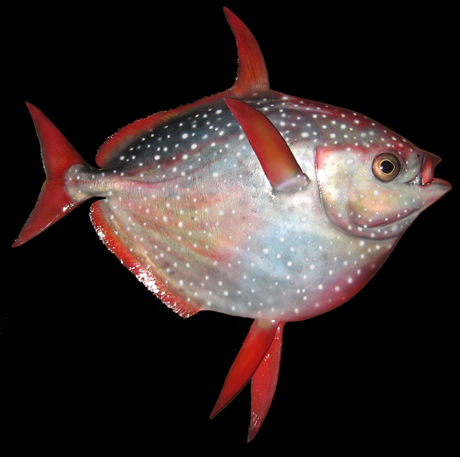 opah replica