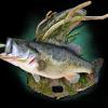 26" Largemouth Bass Mount