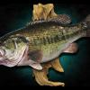24.5" x 19" Largemouth Bass replica