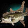 25" x 20" Largemouth Bass Mount
