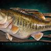 26.5 Largemouth Bass replica
