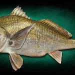 42" Black Drum Replica