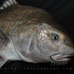 40"  Drum Fish Mount Closeup