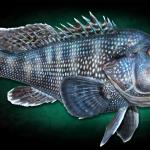 20" Black Sea Bass Taxidermy Mount