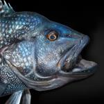 20" Black Sea Bass replica closeup