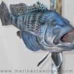 20" Black Sea Bass replica