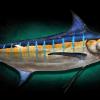 117" Blue Marlin