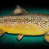 19" Brown Trout replica