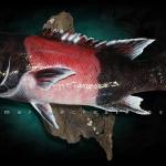 23" California Sheephead taxidermy fish mount