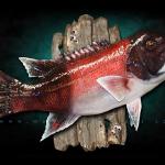 20" California Sheephead by Marine Creations Taxidermy