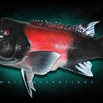 27" California Sheephead fish mount