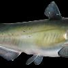 36" Channel Catfish Replica