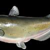 27" Channel Catfish Mount