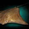 28" Cownose ray replica  26" Wingspan  x 32" Long