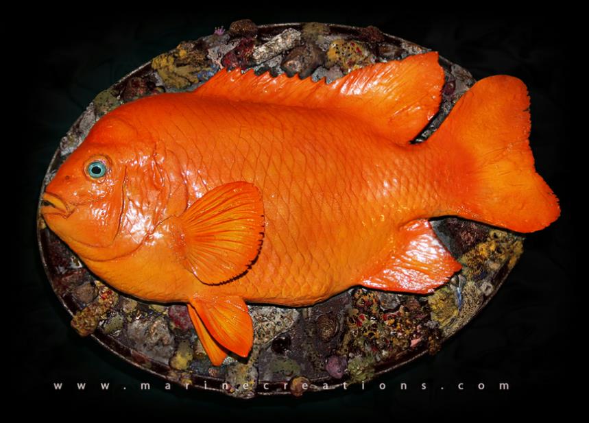 california fish mounts