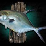 24" Permit fish replica mount