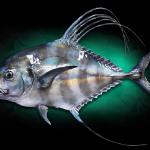 22 " African Pompano Mount