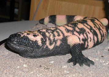gila monster mount