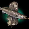 26" Spotted Sea Trout Mount