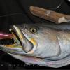 30" Closeup Seatrout
