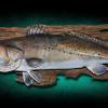 29.25" Speckled Sea Trout Mount