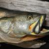 33" Speckled Trout Closeup 