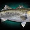 41" Striped Bass replica