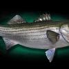 37" Striped Bass Mount