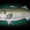 50" Striped Bass
