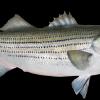 34" Striped Bass