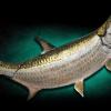 81" Tarpon Replica Mount( Leap Pose)