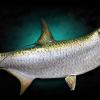 72" Tarpon Fish Mount