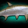 84" Tarpon Mount ( Rolling Pose)