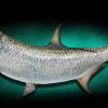 76" Tarpon replica mount by Marine Creations Taxidermy