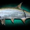52" Tarpon Replica Mount ( Key West)