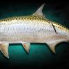 64" Tarpon mount