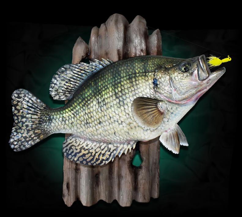White Crappie Taxidermy Fish Mount
