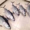 Albacore Tuna Mounts