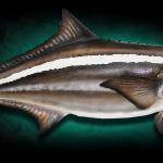 70" Cobia fish replica 