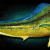 55" Mahi Mahi Mount