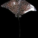 38" eagle ray, measured by wingspan. Over all 48" in length