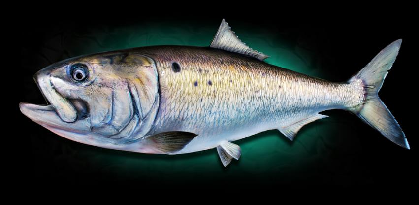 taxidermy menhaden
