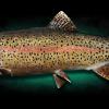 22" Rainbow Trout ( male )